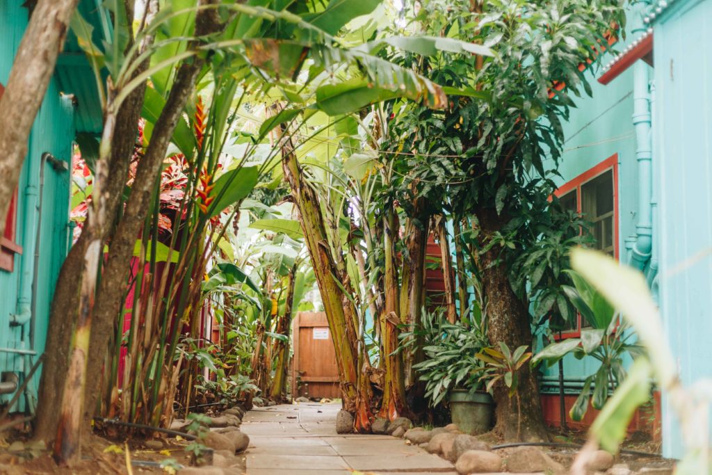 Plam trees line entry of Banana Bungalow Hostel