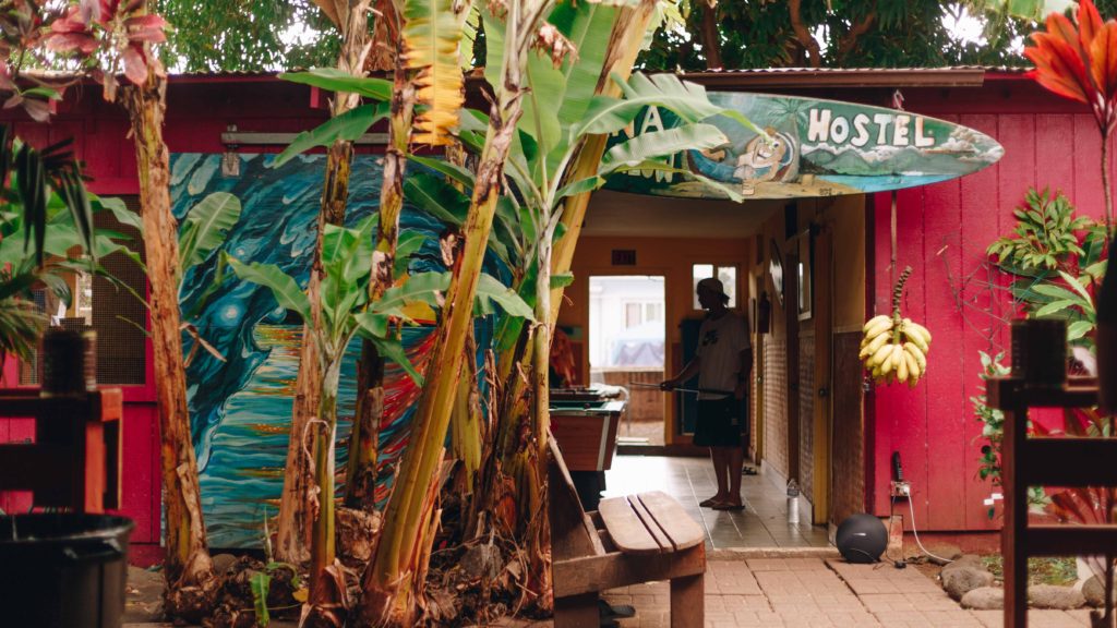 Palm trees at entry of Banana Bungalow Hostel