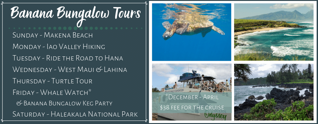 Banana Bungalow Tours:
Sunday - Makena Beach
Monday - Iao Valley Hiking
Tuesday - Ride the Road to Hana
Wednesday - West Maui & Lahina
Thursday - Turtle Tour
Friday - Whale Watch* & Banana Bungalow Keg Party
*December - April $38 Fee for the cruise
Saturday - Haleakala National Park