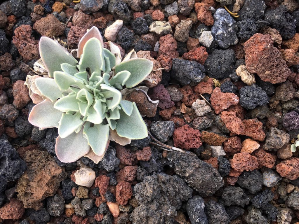 Succulent plant surrounded by colorful rocks