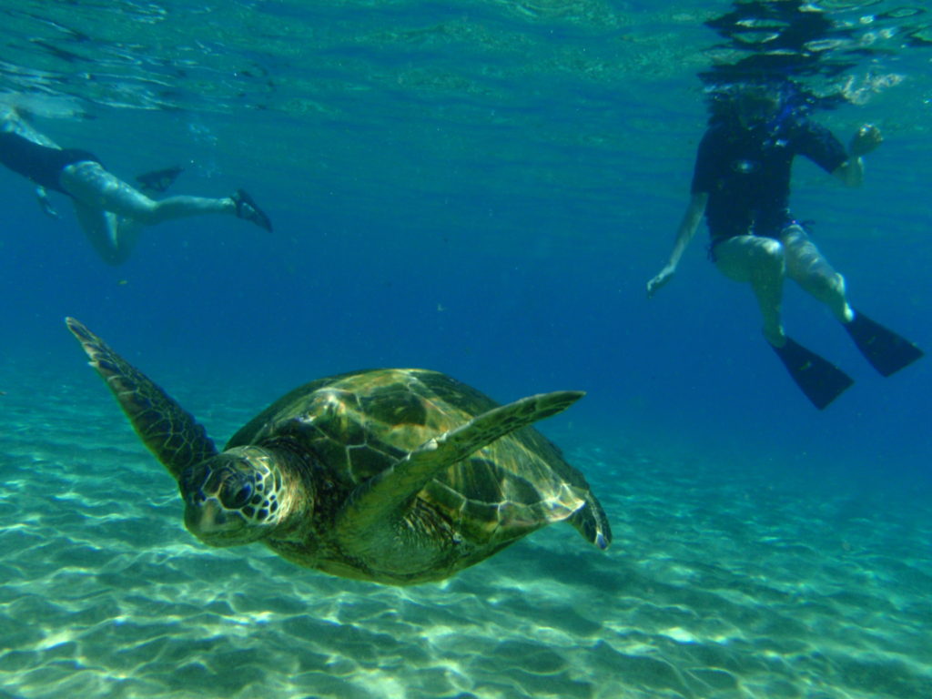 Sea turtle and people snorkeling on Banana Bungalow tour