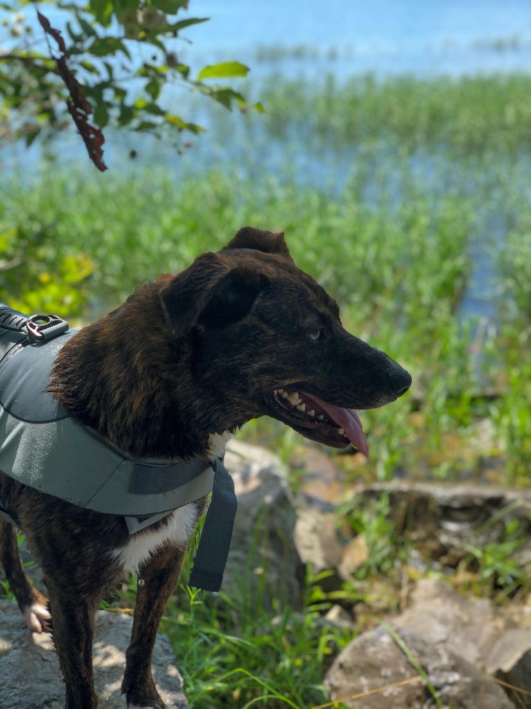 Brown dog panting, standing on rocks in front of a lake, wearing a grey dog swim vest.