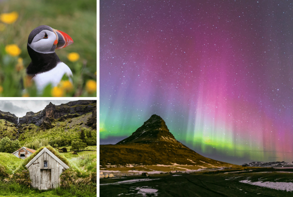 Choose a travel destination based on the incredible sights like this scenery, puffin, and northern lights in Iceland.