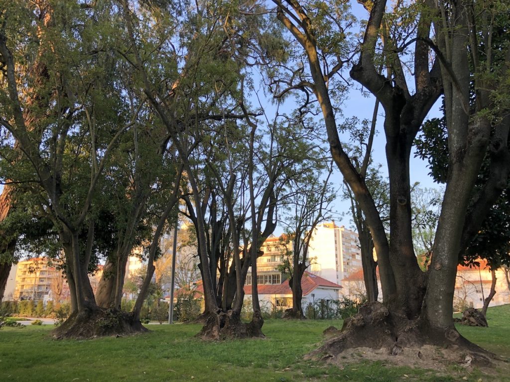 Trees in the park in Portugal with multiple trunks