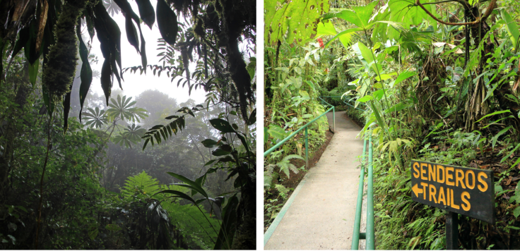 Two images (Left) View through the tops of trees in the cloud forest. (Right) Trail through lush green plants.